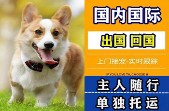黄山市宠物托运公司黄山市宠物托运公司黄山市宠物托运公司