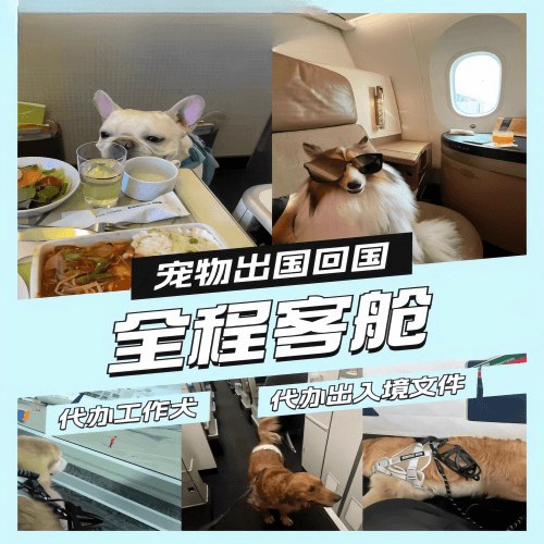 黄山市宠物托运到白俄罗斯宠物入境规定和要求